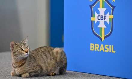 Netizen sifatkan kekalahan Brazil sebagai karma dan sumpahan kucing